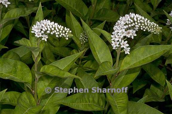 lysimachia clethroides 2 graphic